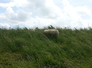 A wild sheep appeared!
