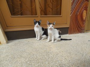 2 incredibly cute kittens!